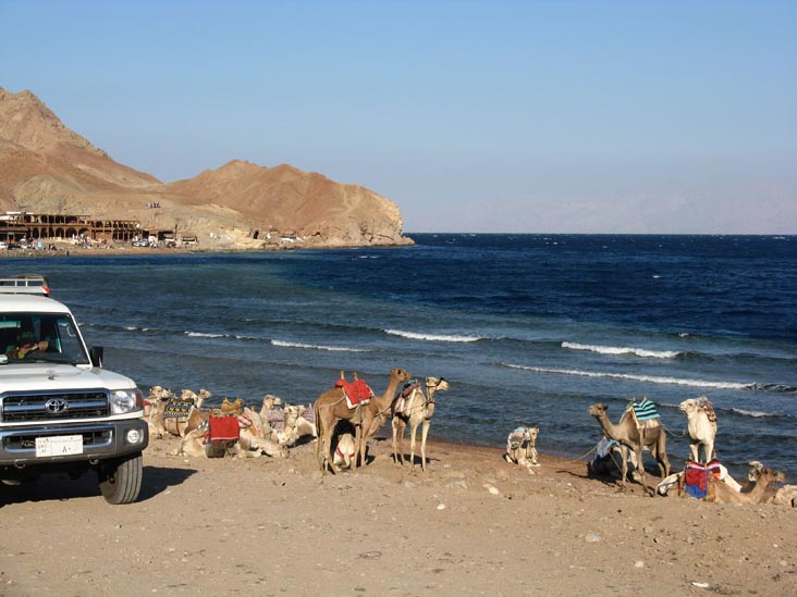 Camels, Blue Hole, Red Sea, Dahab, Sinai, Egypt