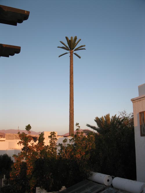 Palm Tree Cell Phone Tower, View From Room 215, Dyarna Hotel, Dahab, Sinai, Egypt