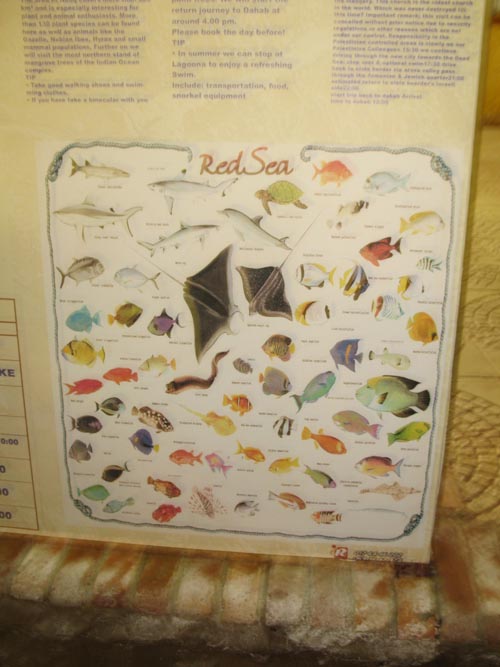 Red Sea Fish Chart, Mashraba Waterfront Promenade, Dahab, Sinai, Egypt