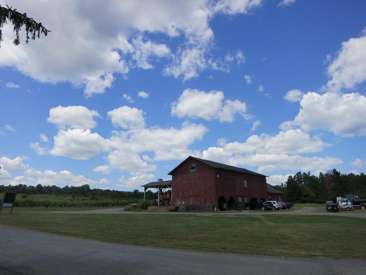 Miles Wine Cellars, 168 Randall Crossing Road, Himrod, New York, July 2, 2012