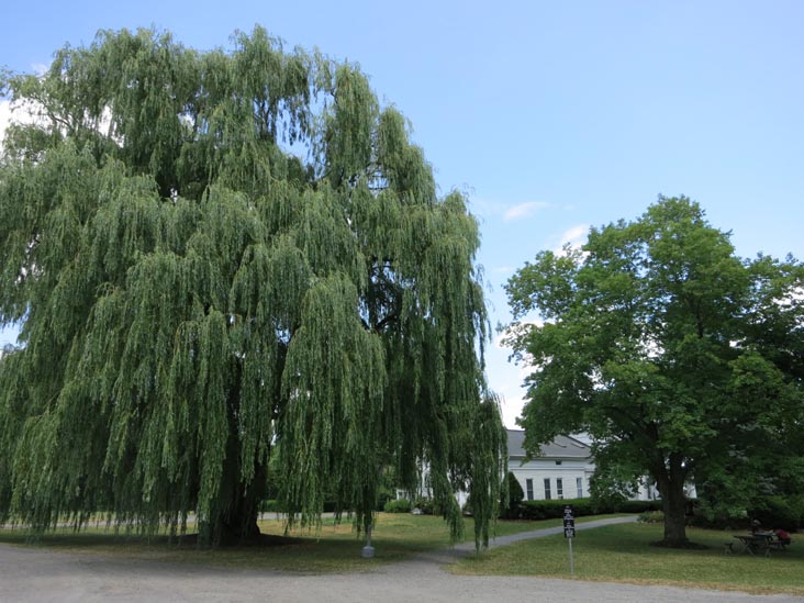 Miles Wine Cellars, 168 Randall Crossing Road, Himrod, New York, July 2, 2012