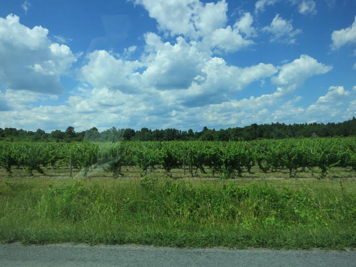 Miles Wine Cellars, 168 Randall Crossing Road, Himrod, New York, July 2, 2012