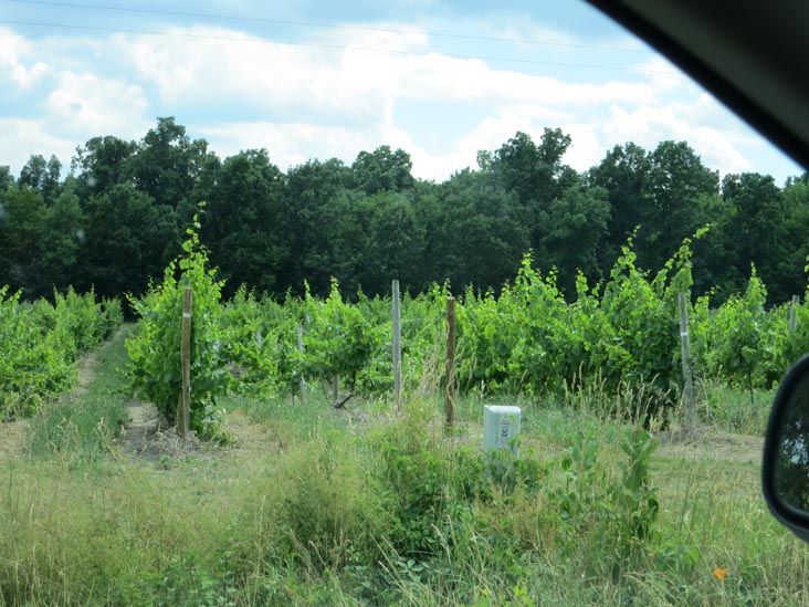 Miles Wine Cellars, 168 Randall Crossing Road, Himrod, New York, July 2, 2012