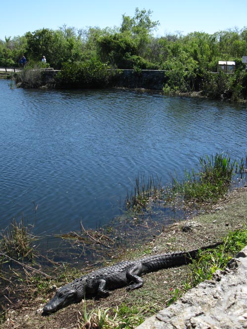 Alligator, Anhinga Trail, Royal Palm, Everglades National Park, Florida