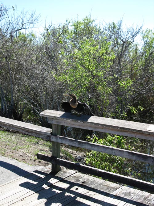 Anhinga, Anhinga Trail, Royal Palm, Everglades National Park, Florida