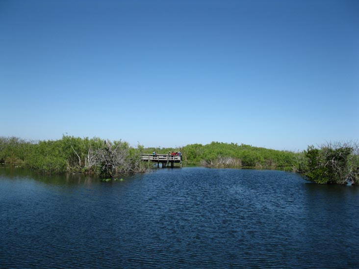 Anhinga Trail, Royal Palm, Everglades National Park, Florida