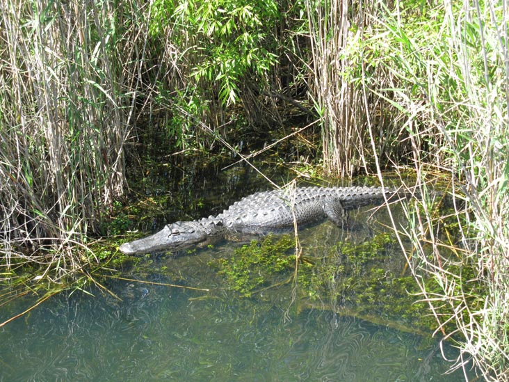 Alligator, Anhinga Trail, Royal Palm, Everglades National Park, Florida