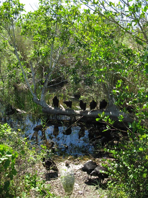 Anhingas, Anhinga Trail, Royal Palm, Everglades National Park, Florida