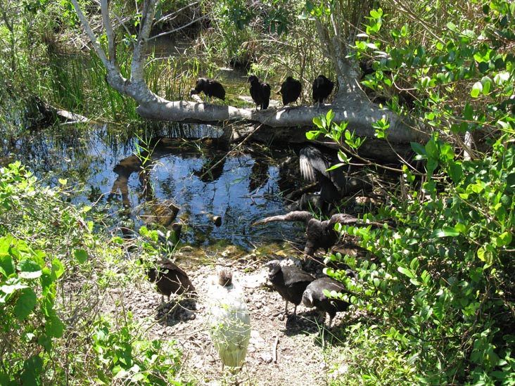 Anhingas, Anhinga Trail, Royal Palm, Everglades National Park, Florida