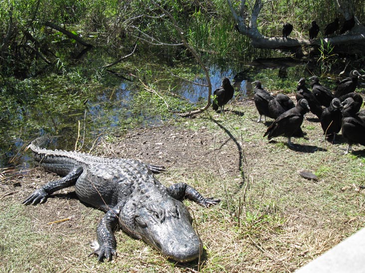 Alligator and Anhingas, Anhinga Trail, Royal Palm, Everglades National Park, Florida