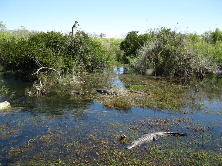 Alligators, Anhinga Trail, Royal Palm, Everglades National Park, Florida