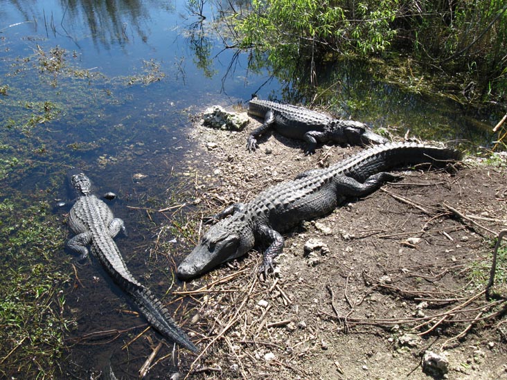 Alligators, Anhinga Trail, Royal Palm, Everglades National Park, Florida