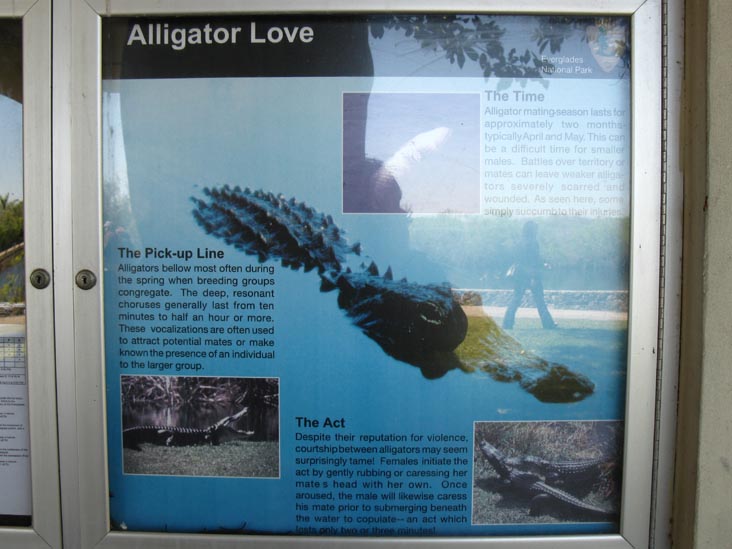 Alligator Love Interpretive Sign, Royal Palm Visitor Center, Everglades National Park, Florida