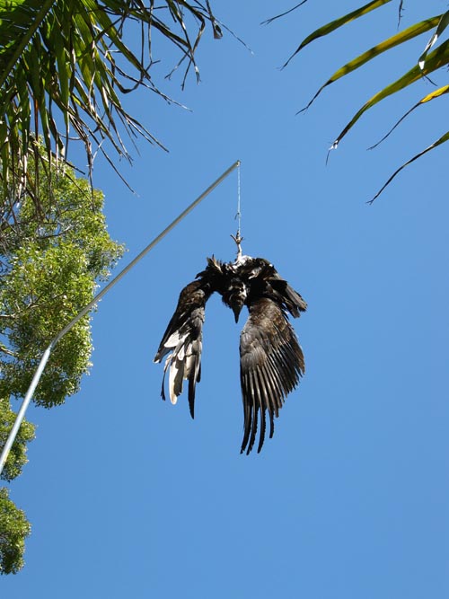 Vulture Dispersal Project Hanging Dead Vulture, Royal Palm Visitor Center, Everglades National Park, Florida