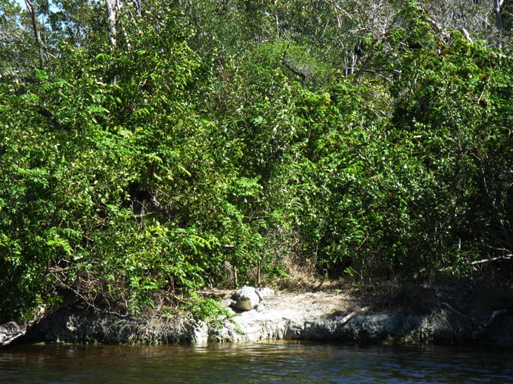 American Crocodile, Marina, Flamingo, Everglades National Park, Florida
