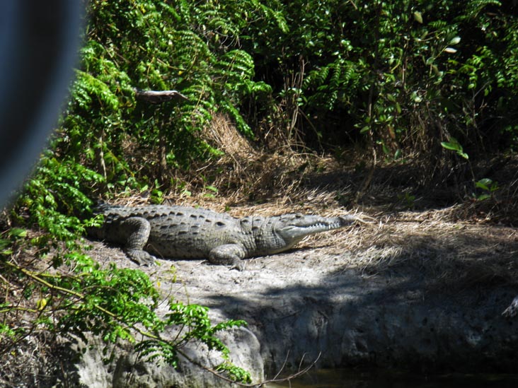 American Crocodile, Whitewater Bay Backcountry Boat Tour, Everglades National Park, Florida