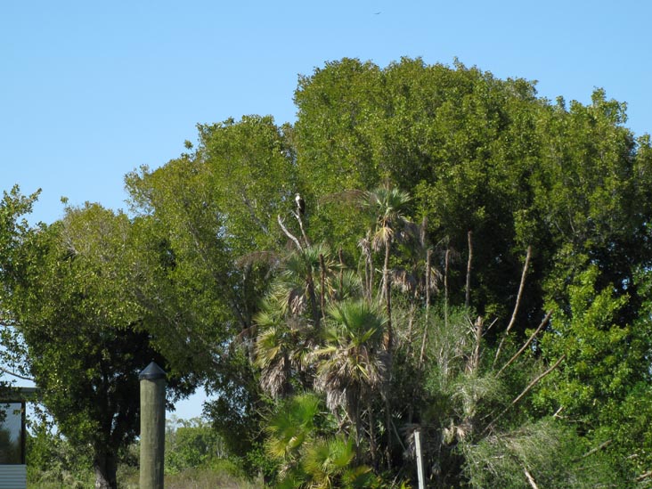 Buttonwood Canal, Whitewater Bay Backcountry Boat Tour, Everglades National Park, Florida