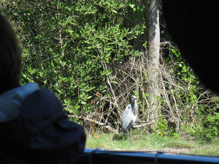 Buttonwood Canal, Whitewater Bay Backcountry Boat Tour, Everglades National Park, Florida