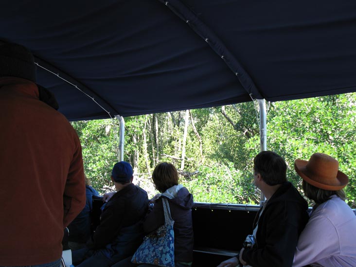 Buttonwood Canal, Whitewater Bay Backcountry Boat Tour, Everglades National Park, Florida