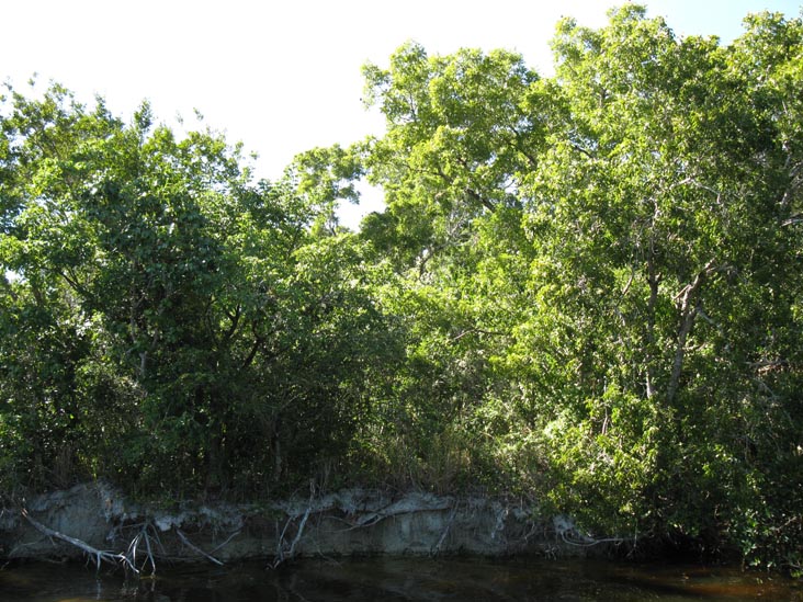 Buttonwood Canal, Whitewater Bay Backcountry Boat Tour, Everglades National Park, Florida