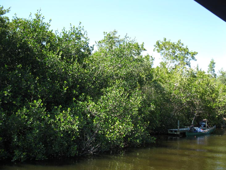 Buttonwood Canal, Whitewater Bay Backcountry Boat Tour, Everglades National Park, Florida