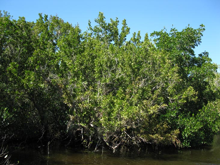 Buttonwood Canal, Whitewater Bay Backcountry Boat Tour, Everglades National Park, Florida