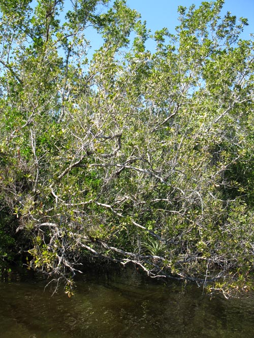 Air Plants, Buttonwood Canal, Whitewater Bay Backcountry Boat Tour, Everglades National Park, Florida