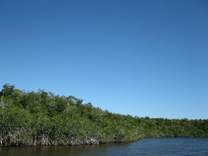 Whitewater Bay Backcountry Boat Tour, Everglades National Park, Florida