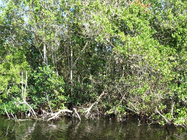 Buttonwood Canal, Whitewater Bay Backcountry Boat Tour, Everglades National Park, Florida