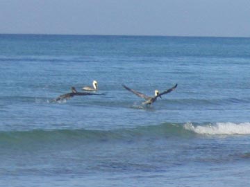Pelicans, Longboat Key Beach, Longboat Key, Florida