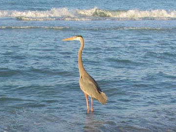 Great Blue Heron, Longboat Key Beach, Longboat Key, Florida