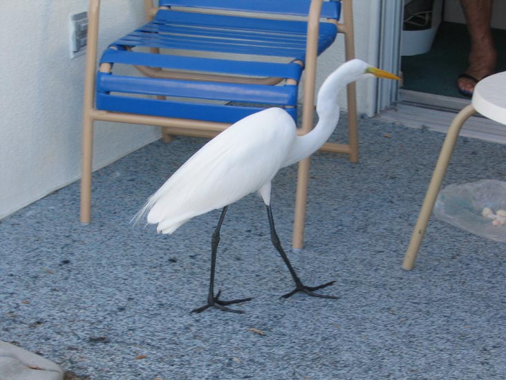 Egret, Four Winds Beach Resort, 2605 Gulf of Mexico Drive, Longboat Key, Florida