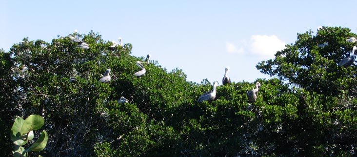 Pelicans, Bird Sanctuary at Longboat Key Moorings, Longboat Key, Florida