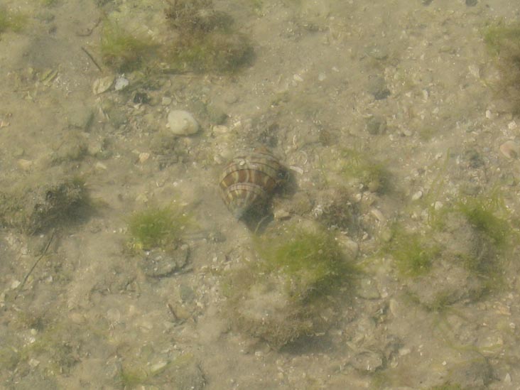Conch, New Pass, Longboat Key, Florida