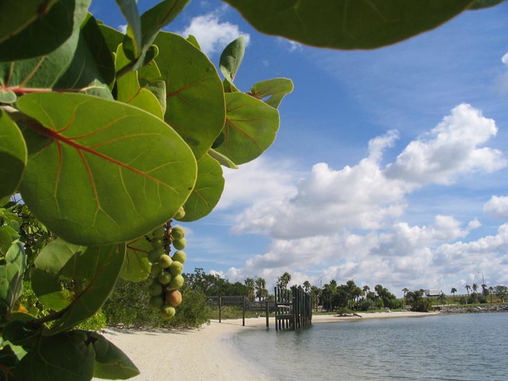 Sea Grape, New Pass, Longboat Key, Florida