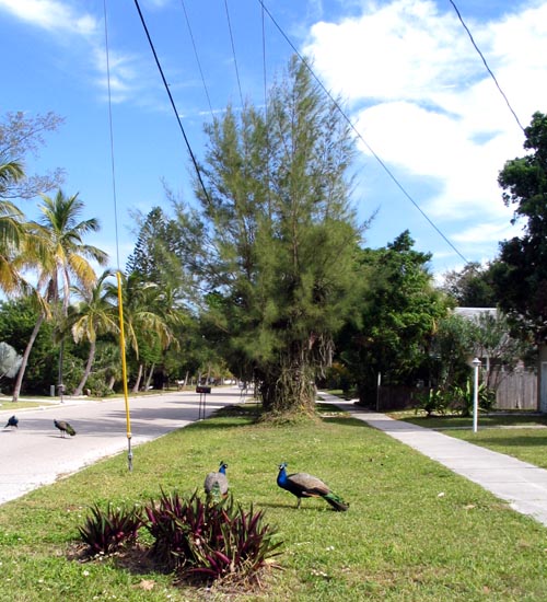 Peacocks, Broadway, Longboat Key, Florida