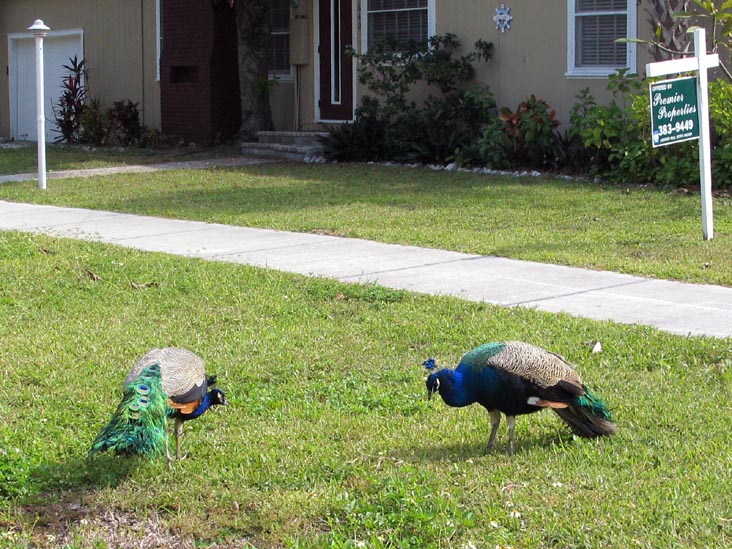 Peacocks, Broadway, Longboat Key, Florida