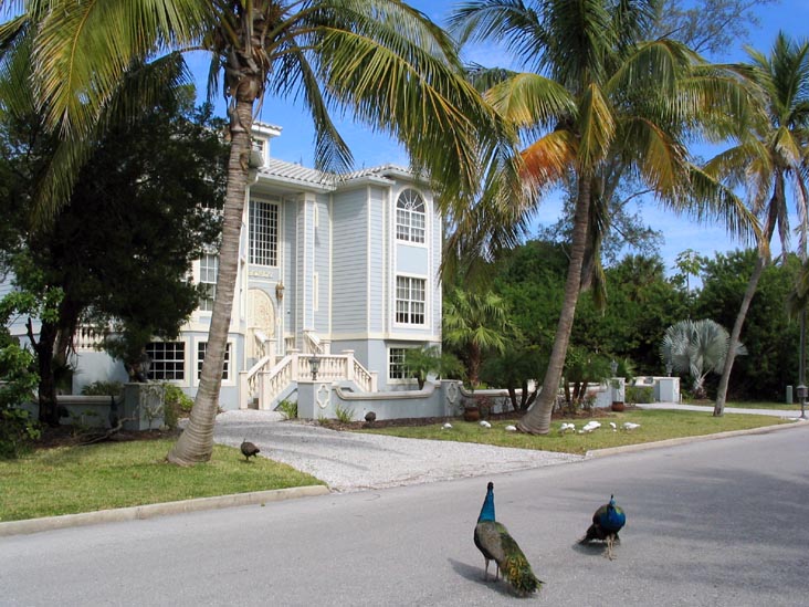 Peacocks, Broadway, Longboat Key, Florida
