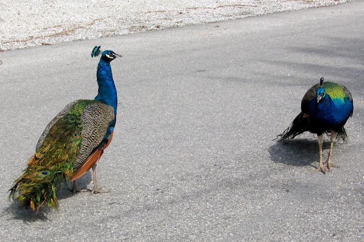 Peacocks, Broadway, Longboat Key, Florida