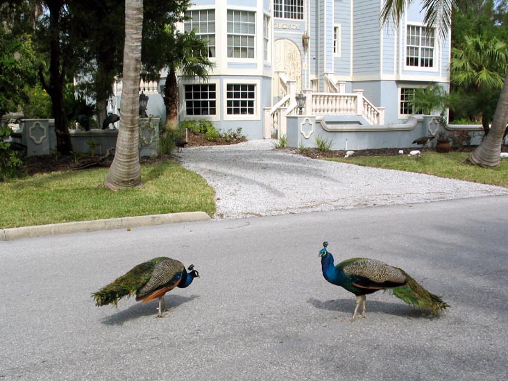 Peacocks, Broadway, Longboat Key, Florida