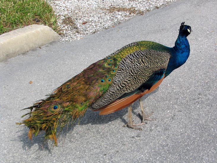 Peacock, Broadway, Longboat Key, Florida