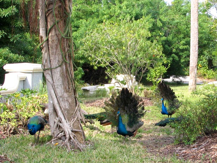 Peacocks, Broadway, Longboat Key, Florida