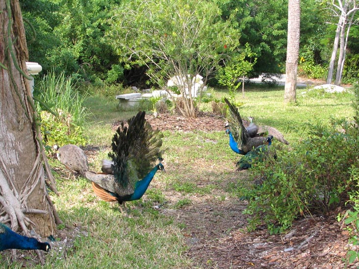 Peacocks, Broadway, Longboat Key, Florida