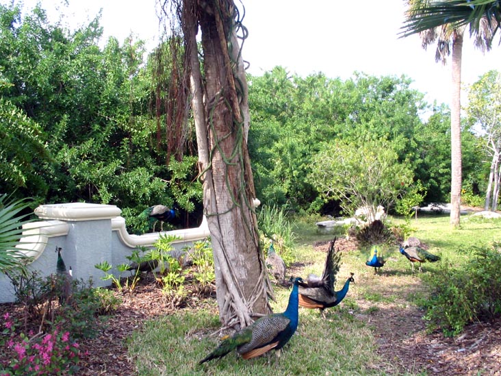 Peacocks, Broadway, Longboat Key, Florida