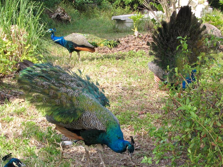 Peacocks, Broadway, Longboat Key, Florida
