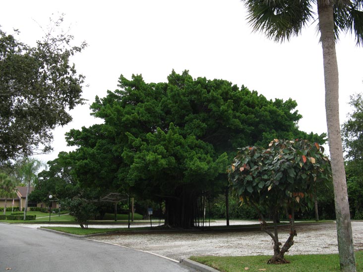 Banyan Tree, St. Mary Star of The Sea Church, 4280 Gulf of Mexico Drive, Longboat Key, Florida