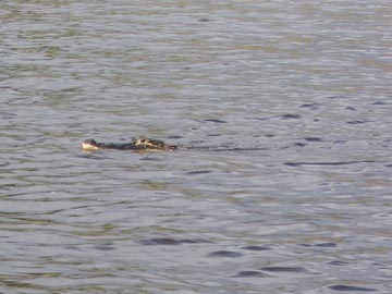Alligator, Myakka Lake, Sarasota County, Florida