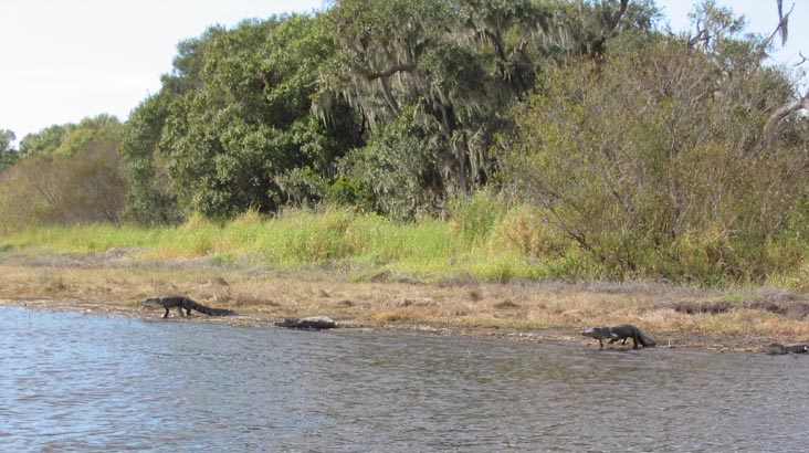 Alligators, Myakka Lake, Sarasota County, Florida