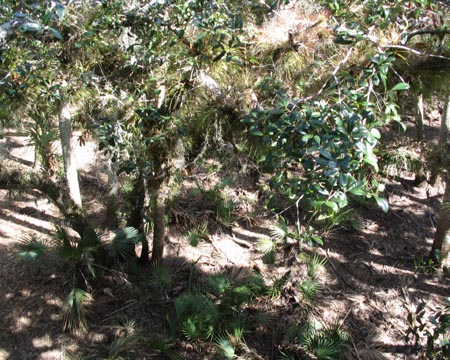 Canopy, Myakka River State Park, Sarasota County, Florida