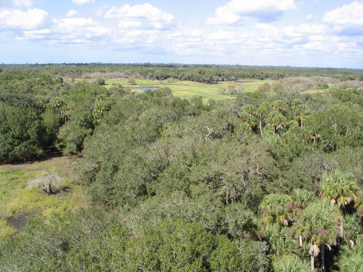 Myakka River State Park from Tower, Sarasota County, Florida